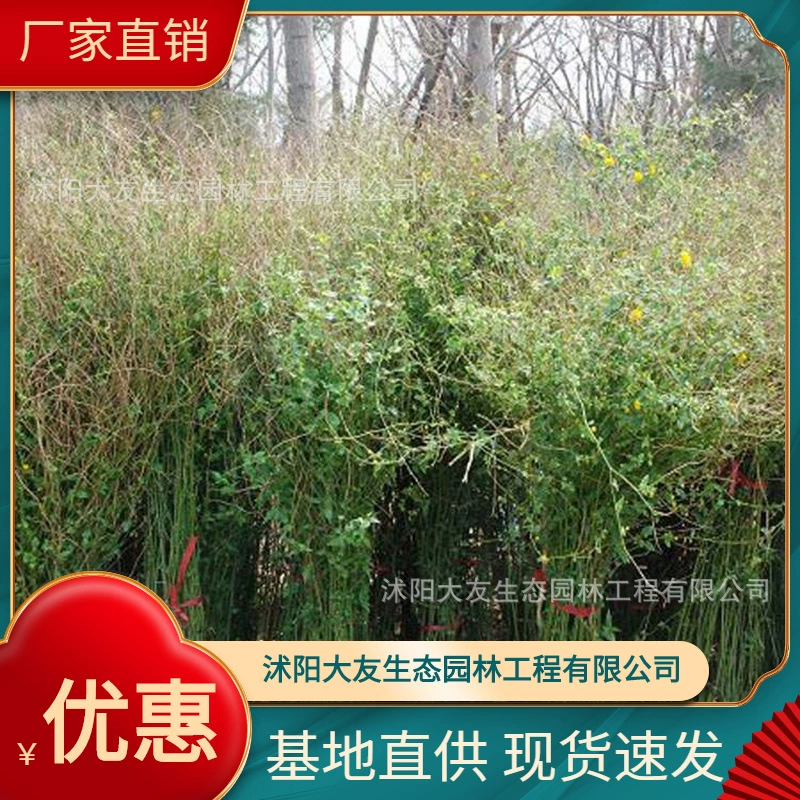 Базовая оптовая продажа собственного производства и самостоятельной продажи Di Tang Miao живописное место ландшафтный дизайн Дорога Садовая техника Озеленение саженцев