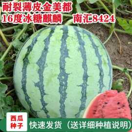 冰糖麒麟西瓜种子果实圆润肉红脆甜皮薄农田菜园早熟西瓜籽产量高