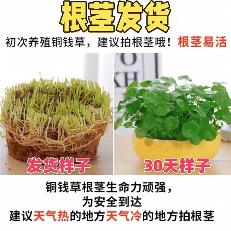 Money Grass Bonsai Large-Leaf Hydroponic Plant Easy to Care for Indoor Potted Living Room Water-Grown Money Grass Desktop Green Plant Money Grass Bonsai Large-Leaf Hydroponic Plant Easy to Care for Indoor Potted Living Room Water-Grown Money Grass Desktop Green Plant