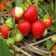 ���羳��؛���߲˷N�����t�����[��˾²������� �̨ͥԺ������