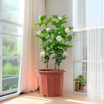 虎头茉莉批发大花浓香茉莉花盆栽室内花卉植物净化空气带花苞发货