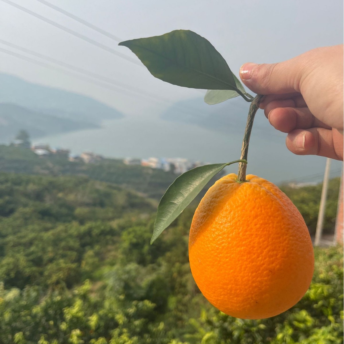 重庆市奉节脐橙纽荷尔福本果园一件代发 当季水果非赣南脐橙