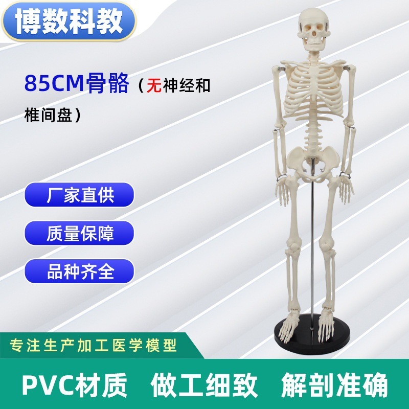 跨境玩具早教人体器官骨骼模型套装科教中小学生DIY组装儿童益智|undefined
