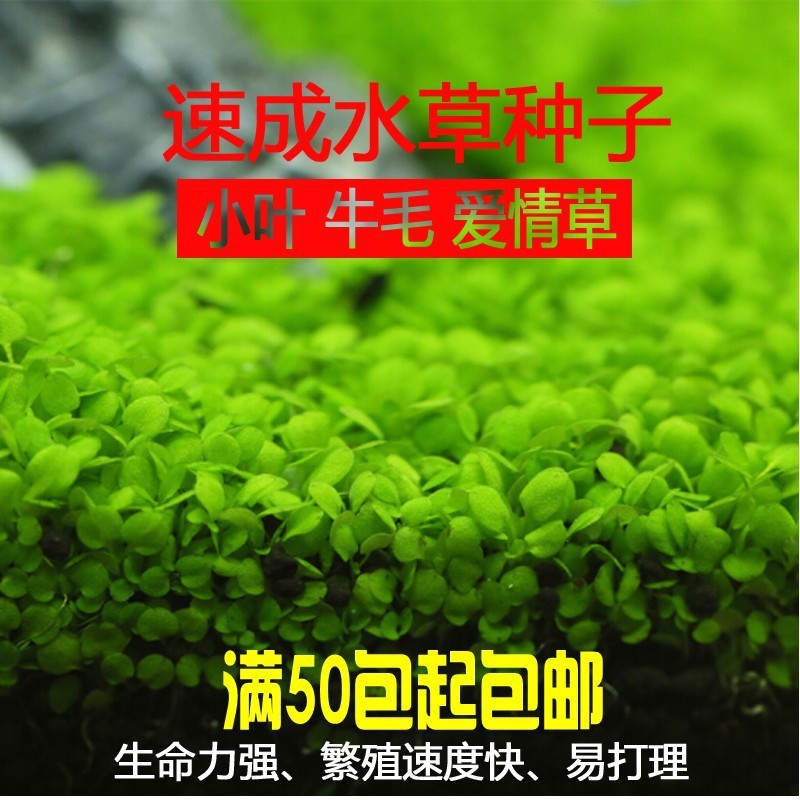 水草种子迷你对叶牛毛草大叶珍珠种子 鱼缸水族箱造景装饰批发