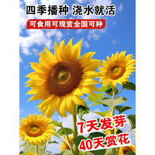 向日葵种孑花种籽子四季播种开花高杆观赏庭院盆栽食用葵花花种子