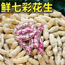 2025年云南七彩花生新鲜湿花生奶油花生现挖五彩生花生带壳花生