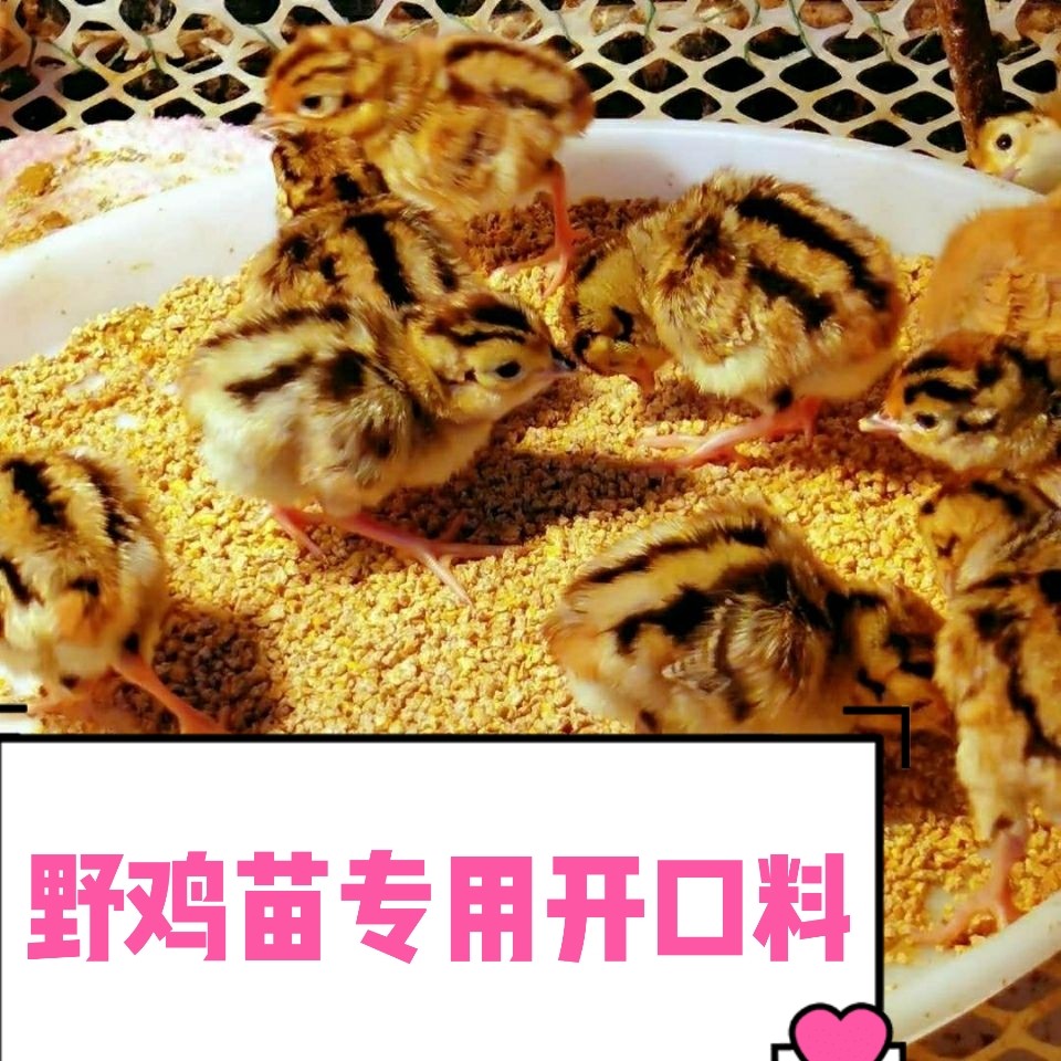 j8七彩山鸡中大鸡苗开口包邮四斤鸡鸭通用鹅高蛋白营养料鹌鹑料g3