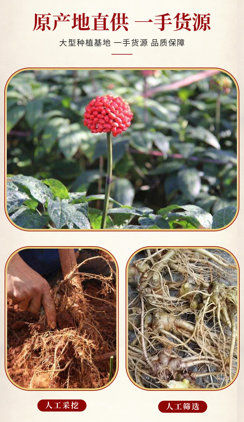 Yunnan San Qi Notoginseng Root Whiskers Tian Qi Dried Herb for Decoction and Soup 500g overview