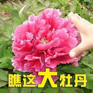 ĵذ10ͺͥԺ̨󻨰tĵϘ