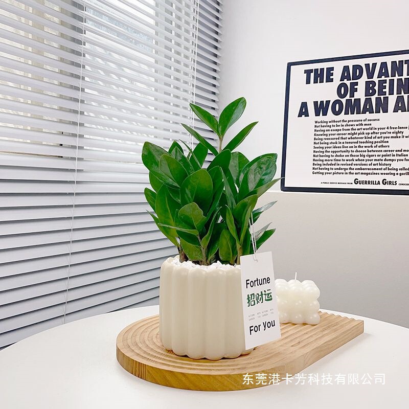 Money Tree, Fortune Tree, Potted Indoor Green Plant, Air Purifying Plant, Formaldehyde Remover, Easy to Maintain Bonsai for Lazy People