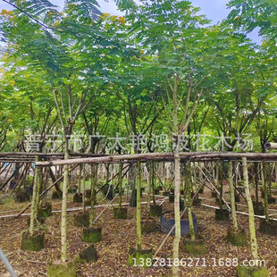 �V�|�Ռ��S��������8����12��������ֲ���L��������ľ�G����