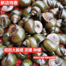 ����������r����ݷN����~��������ʳ�����r�ݽz�^�p�ݰ���