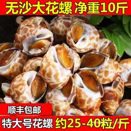 花螺鲜活新鲜海螺特大号香螺鲜冻东风螺海鲜水产贝类捞汁小海鲜无