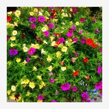 �ٱ����ٴ������ܵ���ֲ���������ǣţ���������ְ���ѿ�ײ�
