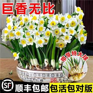 ����ˮ�ɻ��N������ˮ�B�Gֲ�����ļ��ͺ��̨�ذ�������ˮ��ֲ��