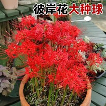 �˰����N�򻨷N������ɳ�A���Nʯ��N�����������ֲ��N�����