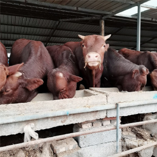 �m���r����Bֳ�ĸ����Sţ ��ľٝţ��ţ�� ������ţ�Bֳ