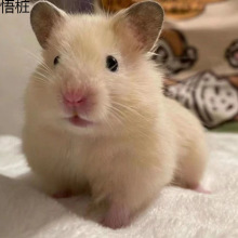 �����ëϡ�н�z�Lë���B�ɐ۱��˻��w�}���y���혻���