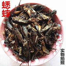 野山干蟋蟀 干蛐蛐 250克包邮本店有蟑螂 蝼蛄 蝗虫 五谷虫真货好