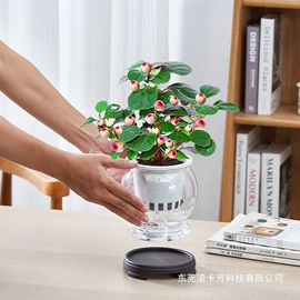 盆栽;种子;树苗