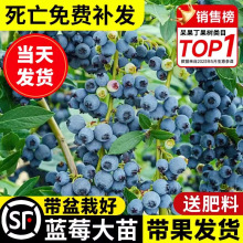 {ݮ{ݮ{ݮ׳ɻ̨ͥԺNֲ