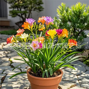��ѩ�m���m�N��ؼt��������������ѷN������ԷN�ӻ��ļ�ͥԺ