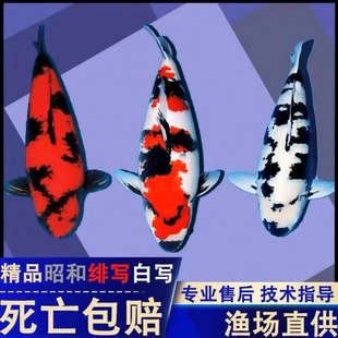 ��Ʒ���N�\����ˮ�^�p�~��ˮ�t�״�����ؔ���~��ɫ���~���B�ͻ��~