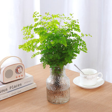 �F��ާ����ˮ��ֲ���҃����ϲ���^�~С�Gֲ��λˮ�B�ļ�����ֲ��