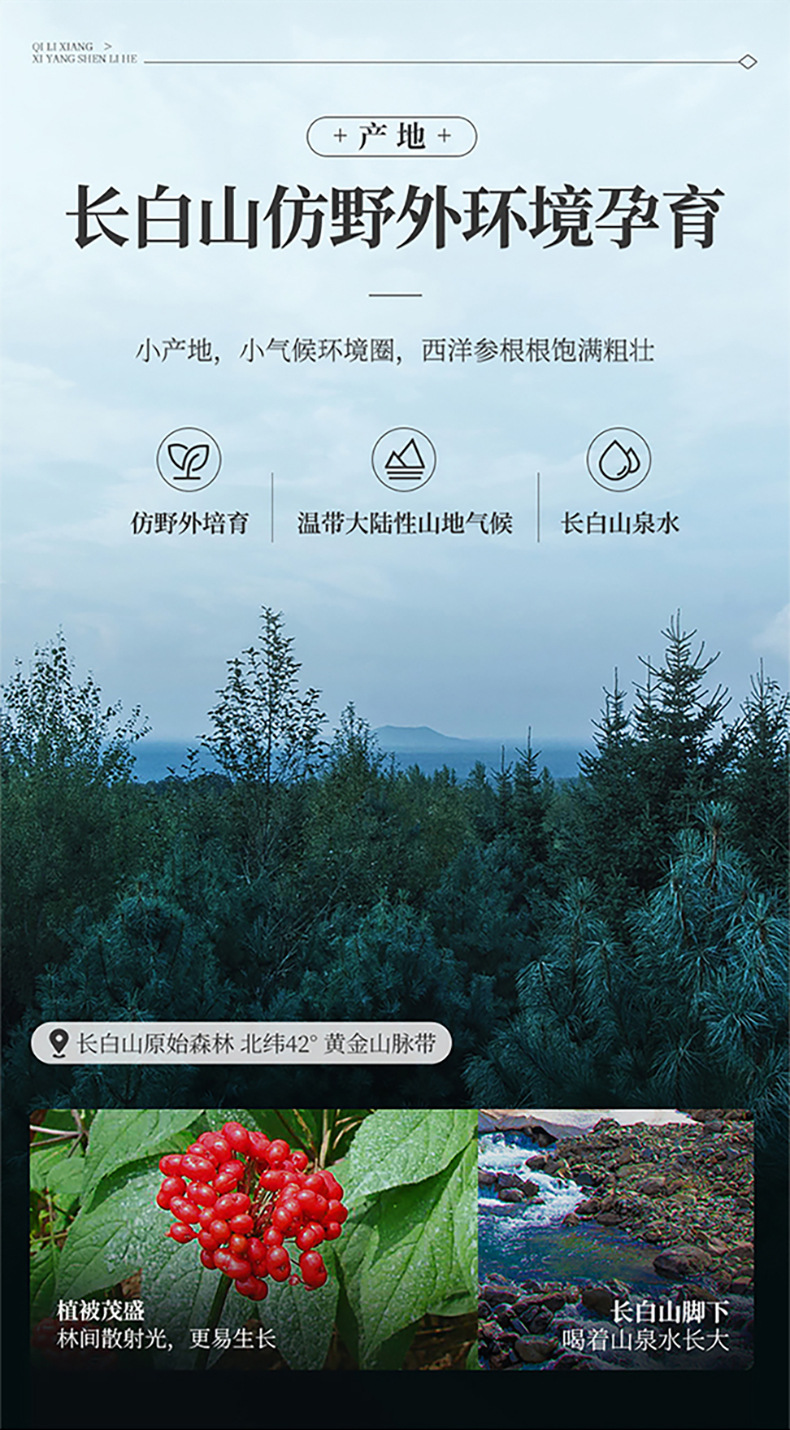 Qi Li Xiang American Ginseng Slices Gift Box 105g Large Soft Branch Panax quinquefolius Slices from Changbai Mountain quality and texture