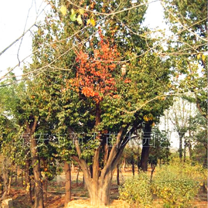 供应绿化苗木 大规格乔木 移栽成活 大木瓜树