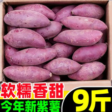 新鲜紫薯农家自种番薯地瓜板栗红薯代餐粗粮蜜薯山芋蔬菜紫心红薯