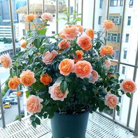 盆栽;种子;花盆容器