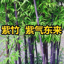 ��}�F������������������҃���ͥԺ�҃������辰�ͺ��Ȱس��G��