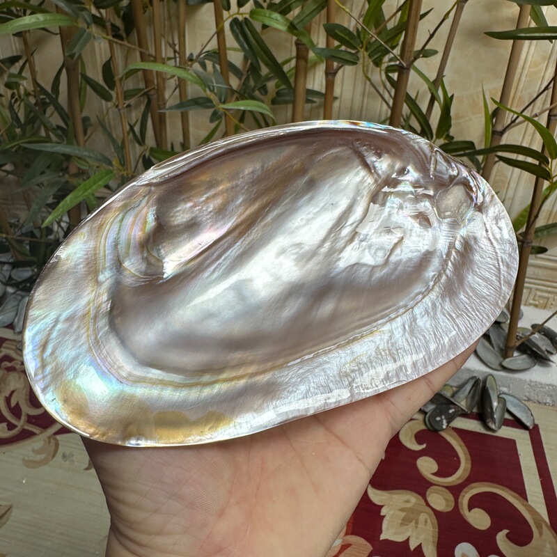 天然抛光单片光亮粉咖色珍珠贝壳蚌壳鱼缸造景拍摄道具首饰收纳盘|undefined