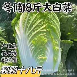 棵棵18斤大白菜种孑白菜籽种大全夏播秋播四季庭院大田蔬菜种子