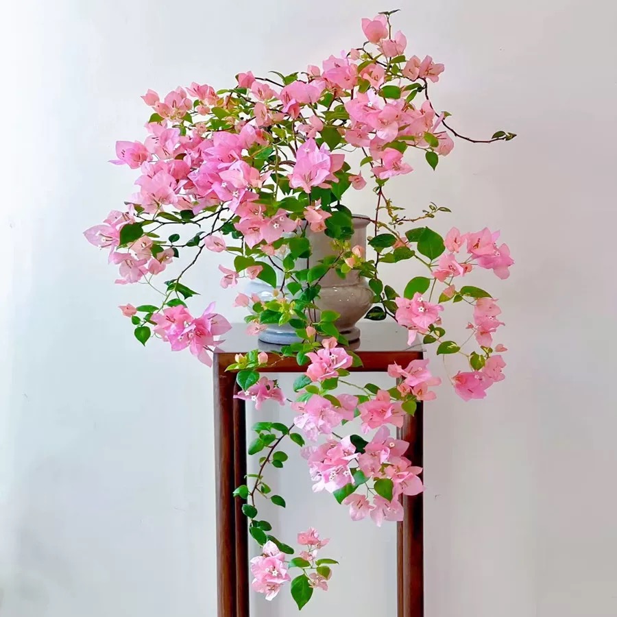 品种三角梅花树苗盆栽新带花老桩漳红绿樱室内阳台花卉爬藤垂吊