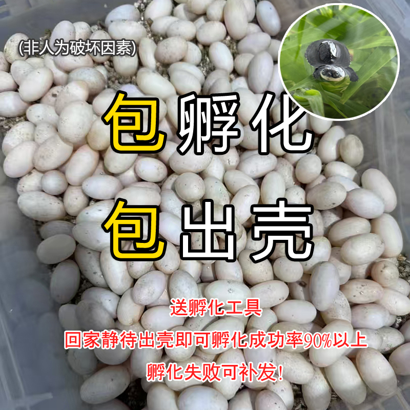 West African Swamp Side-Necked Turtle Razor Mexican Narrow Bridge Pig-Nosed Turtle Egg Turtle Hatchlings Fertilized Eggs Delivered Home with Incubation Tools