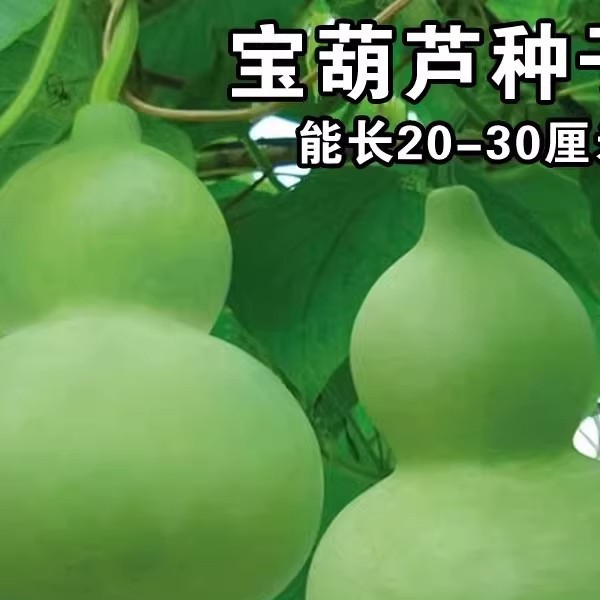 宝葫芦瓜种子食用菜葫芦可观赏可食用葫芦种籽酒葫芦厚肉早生易种
