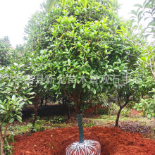 ���¹����ļ����y�𵤹�ռ�ع����l����ռ�ع𻨘��е���