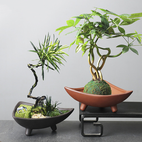 Wholesale creative personalized asparagus special ceramic flowerpot plant indoor micro landscape purple sand fortune tree potted decoration