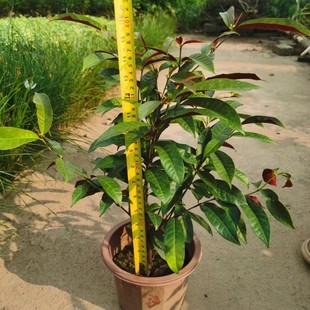 2411A�t���𣬼t���F�����̎����ͥԺ���䣬�������ر���