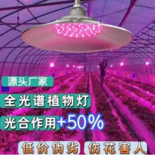 蔬菜大棚多肉上色灯草莓番茄育苗红蓝光阳台花卉全光谱植物补光灯