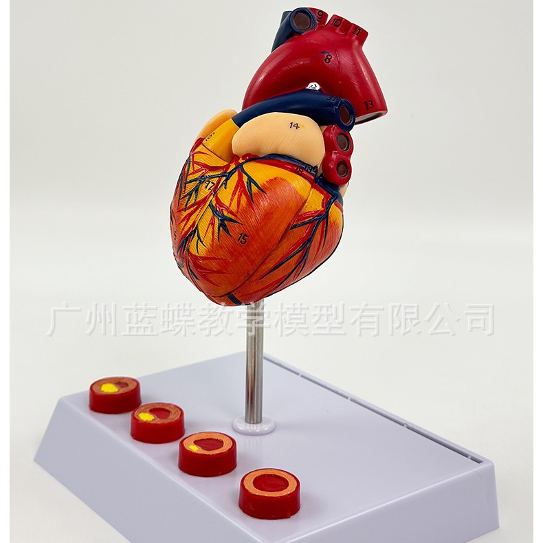 ��������ģ�� ����Ŵ�ģ�� ��Ѫ˨ģ�� �������ģ��