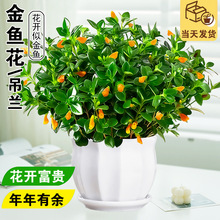 ~m̨҃ļBͺֲ͏d_Gֲ