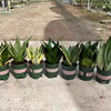 Base direct supply of gallon white jade tiger leather orchid tiger ear