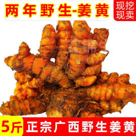 广西野生小姜黄 新鲜红姜 药用姜咖喱黄姜产后调节月子姜现货包邮