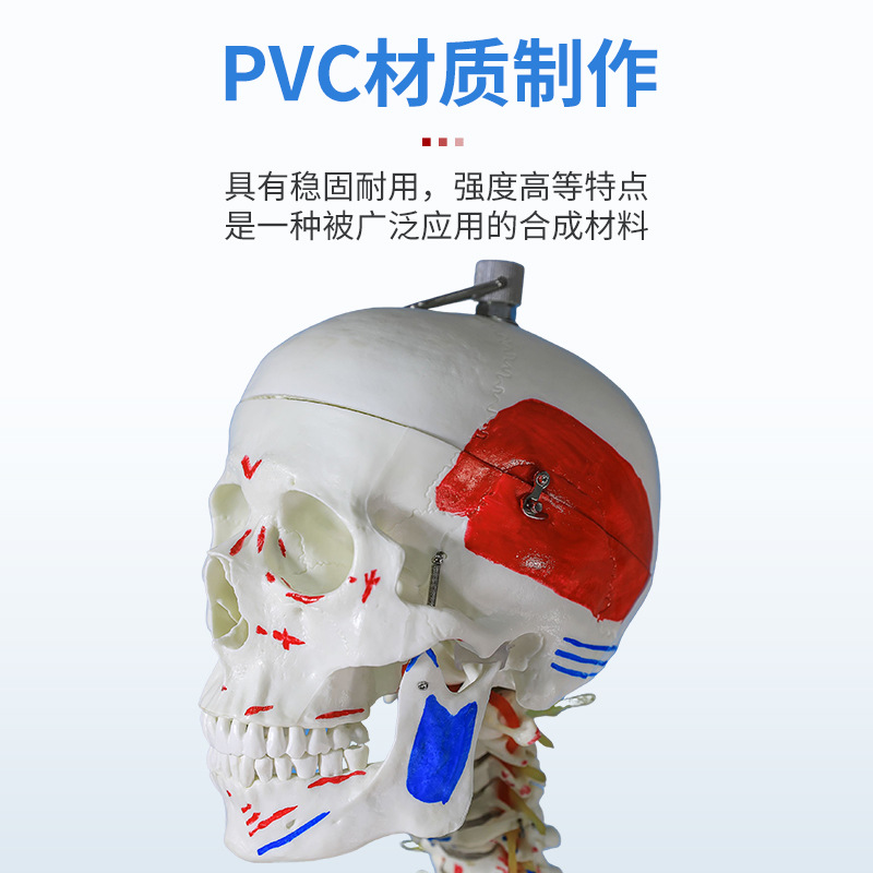 170CMҽѧȫ���������ģ�ͼ�����ɫ�����٤�ؽڿɲ�ж�ṹ�Ǽ�