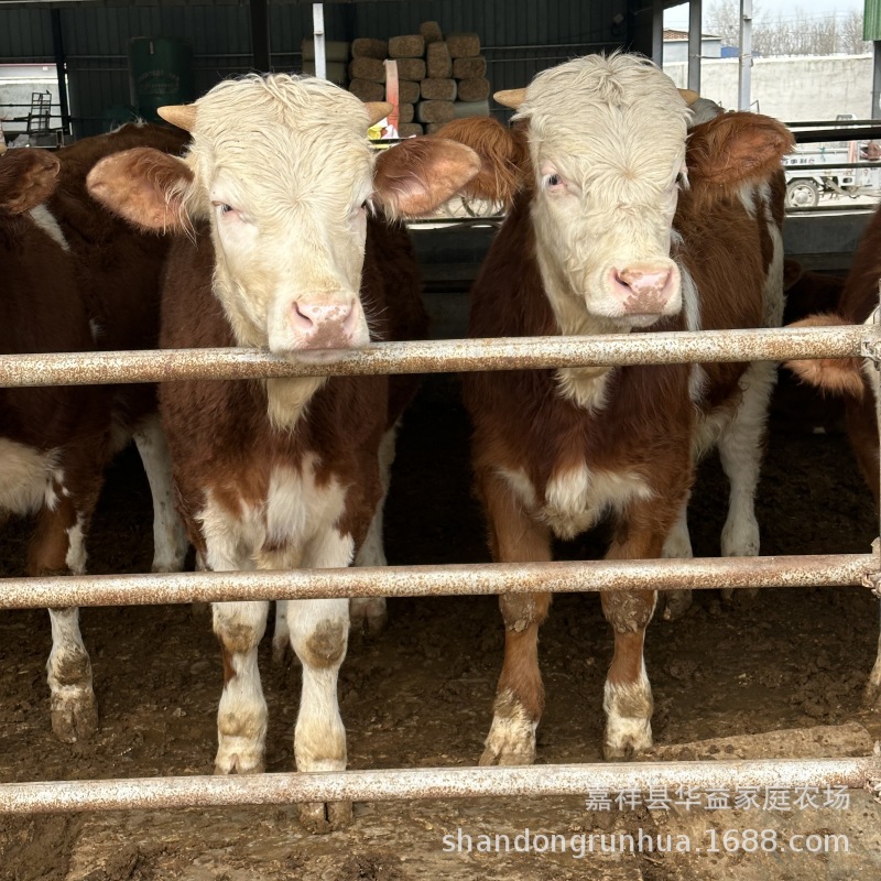 养殖成本利润分析肉牛西门塔尔牛多少一头育肥小公牛繁殖小母牛