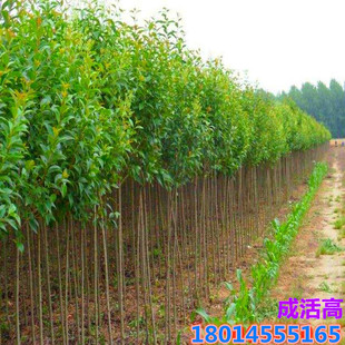 ���~Ůؑ���� ���~ŮؑС�� �ϱ���ͥԺ�����ļ�����ߗUŮؑ��