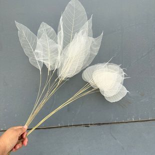 ���������~�} ���m�~�}��  ��Ȼֲ��˱����~�����ɚ����diy����